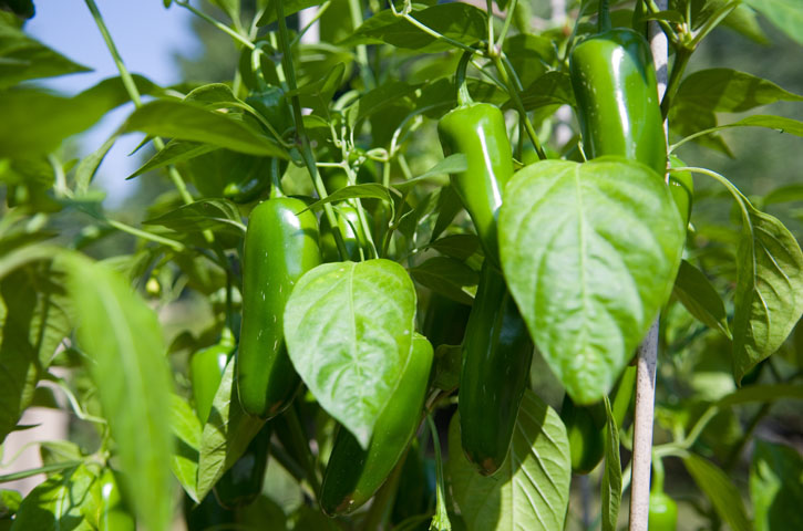 Jalapeno Chili Pflanze mit grünen Früchten