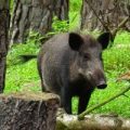 Wildbret in Sachsen: Wildschwein kommt aus dem Unterholz