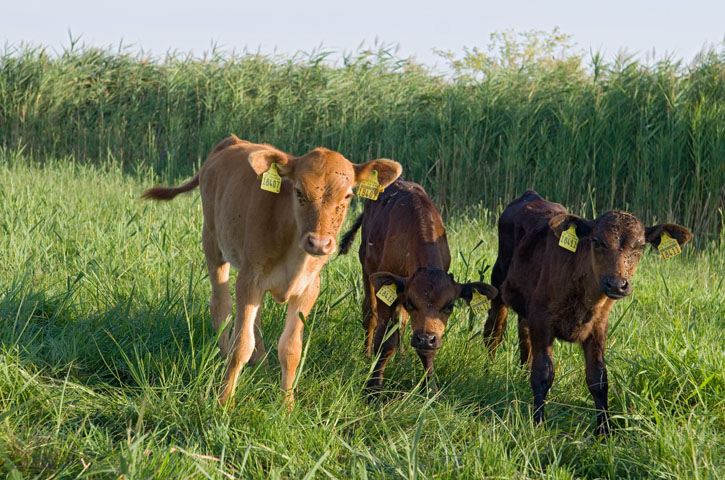 Wagyu- Rinder Kälber auf der Weide der Agrargesellschaft Großdobritz bei Dresden