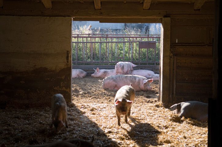 Schweinestall mit Stroheinstreu und Hinterhof 